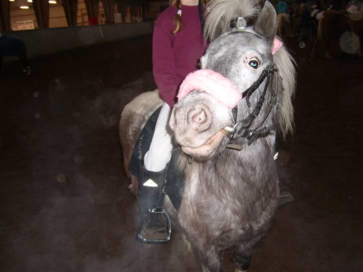 Shetlænder Rosalil  solgt ): - til ponygames stævne :)  billede 2