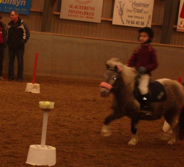 Shetlænder Rosalil  solgt ): - til ponygames stævne :)  billede 3