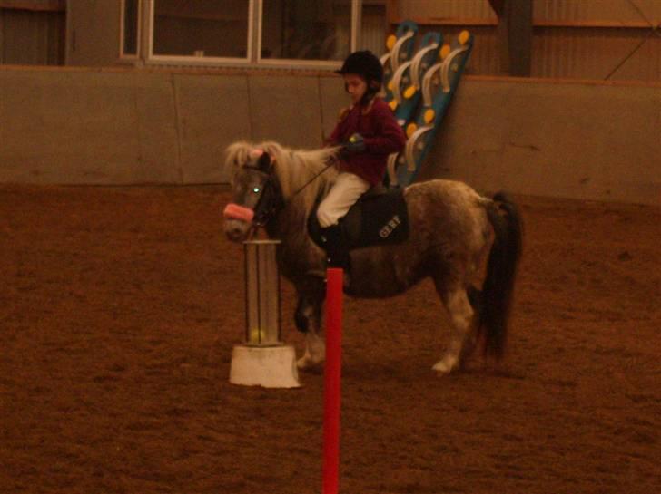 Shetlænder Rosalil  solgt ): - til ponygames stævne :)  billede 4