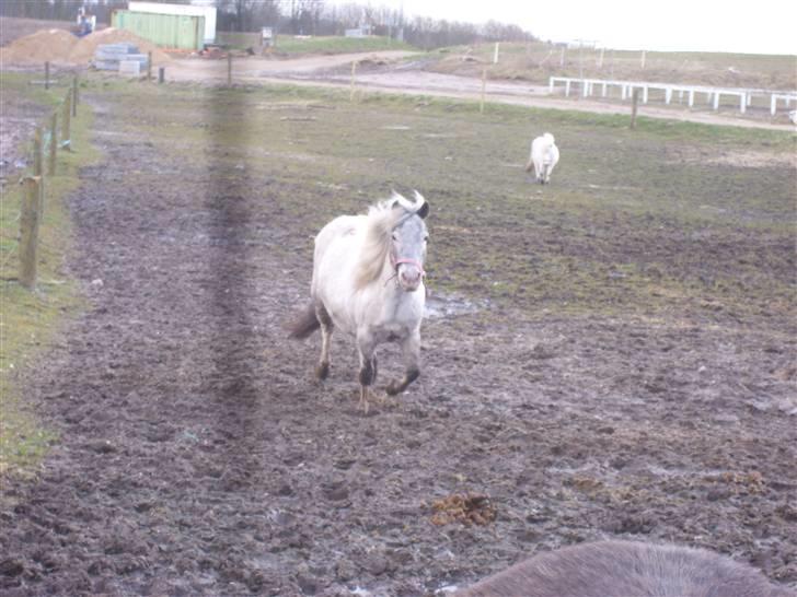 Shetlænder Rosalil  solgt ): - weee, en galop tur på marken :) billede 5