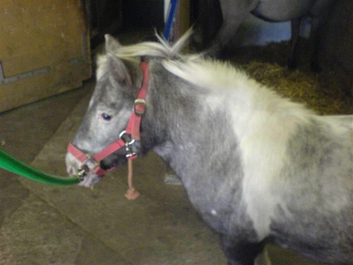 Shetlænder Rosalil  solgt ): - hende på staldgangen <3 billede 6
