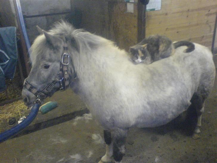 Shetlænder Rosalil  solgt ): - med power - rideskolens kat på ryggen :) billede 7