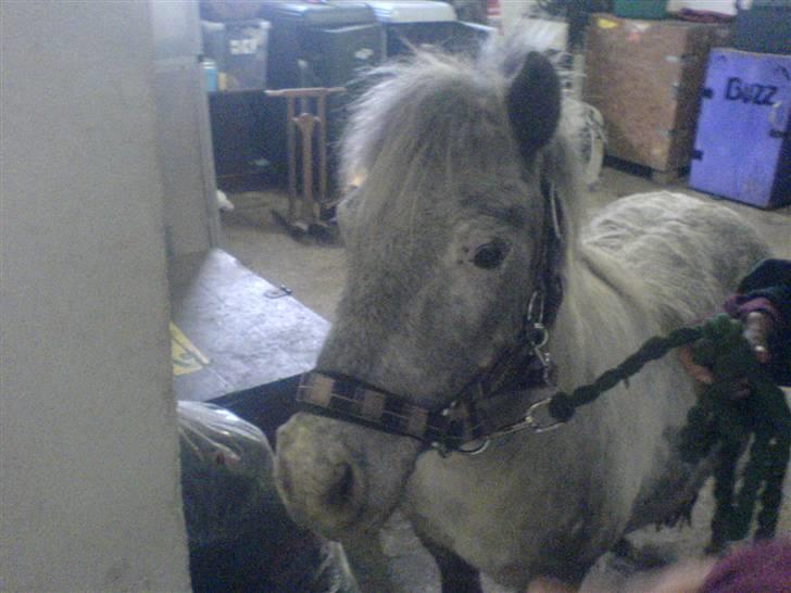 Shetlænder Rosalil  solgt ): - rosalil pg mette gik en tur ned i skabs rummet :p billede 8