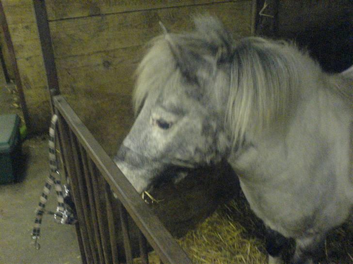 Shetlænder Rosalil  solgt ): - rosalil i sin boks :) billede 9