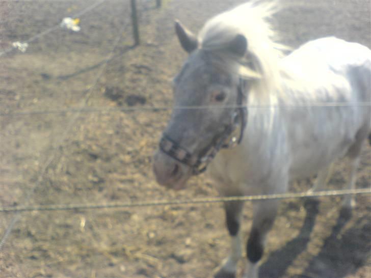 Shetlænder Rosalil  solgt ): - på fold en blæsende sommerdag :) billede 10