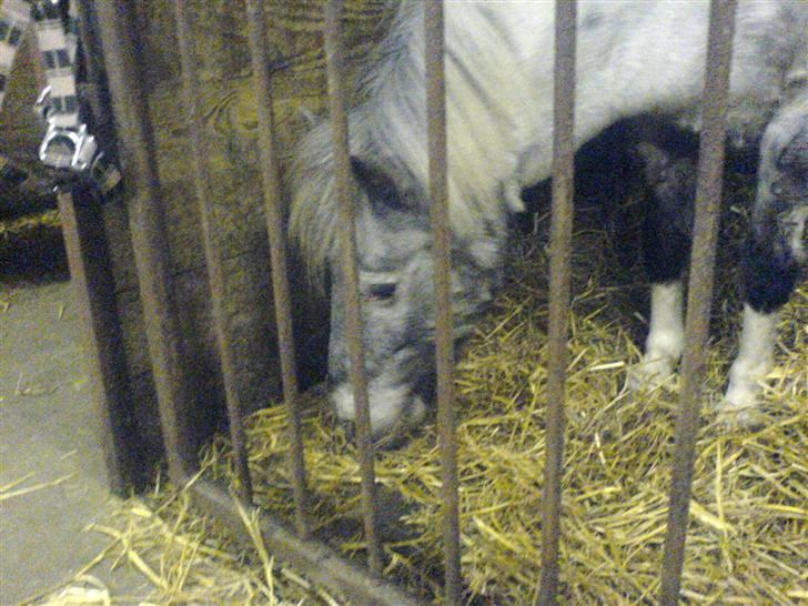 Shetlænder Rosalil  solgt ): - i boksen ;p billede 11