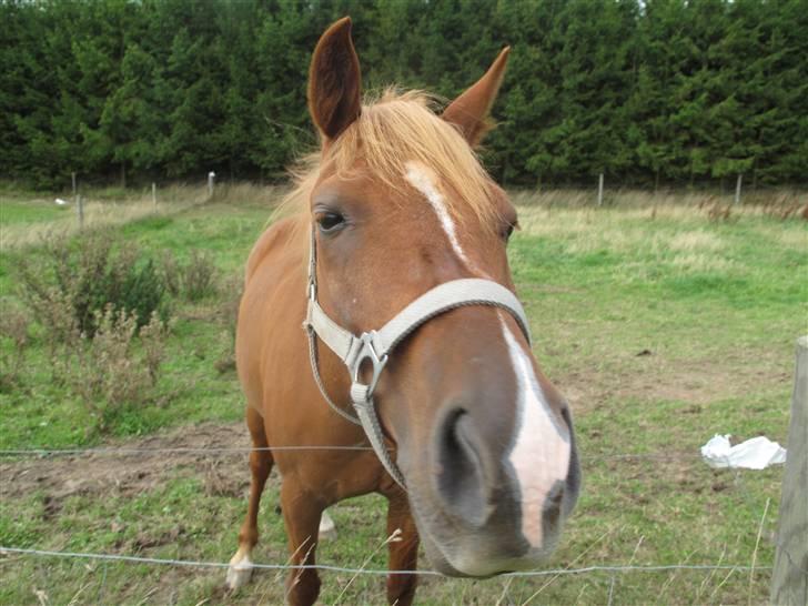 Anden særlig race Bauke <3 R.I.P  - Baukes sidste dag )´: <3 billede 9