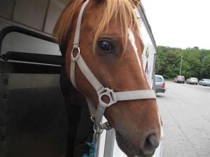 Anden særlig race Bauke <3 R.I.P  - Allersidste dag, hos dyrlægen. Mesterfotograf Ditte  billede 10