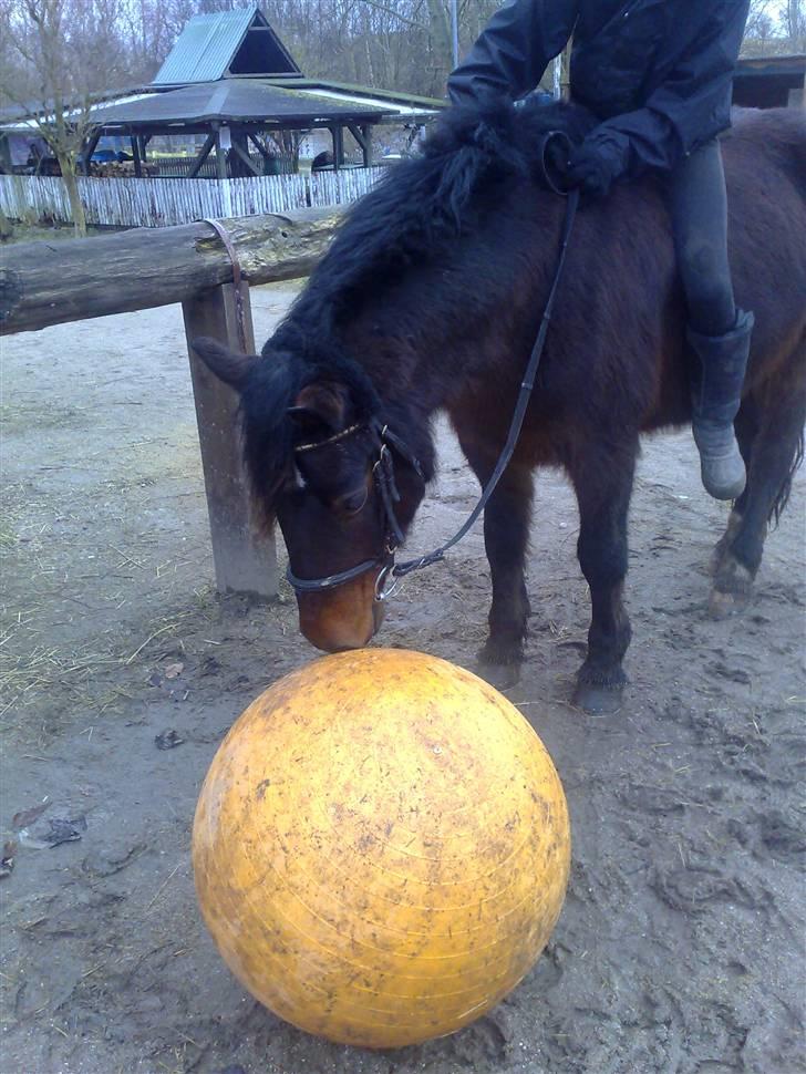 Welsh Cob (sec D) Berta  - Berta og bolden :D billede 3