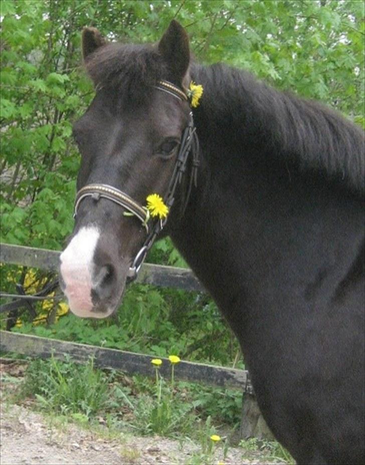 Anden særlig race Push Off billede 1