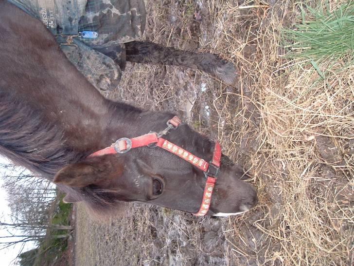 Anden særlig race Push Off billede 2