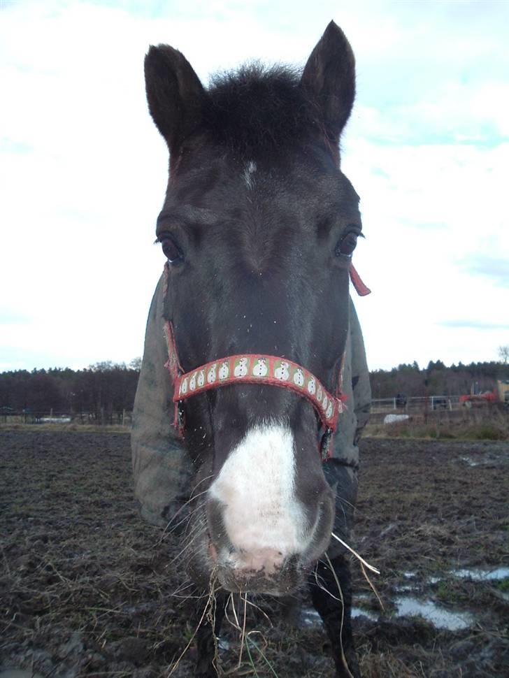 Anden særlig race Push Off billede 3