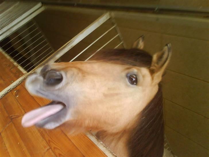 Fjordhest Memory billede 8