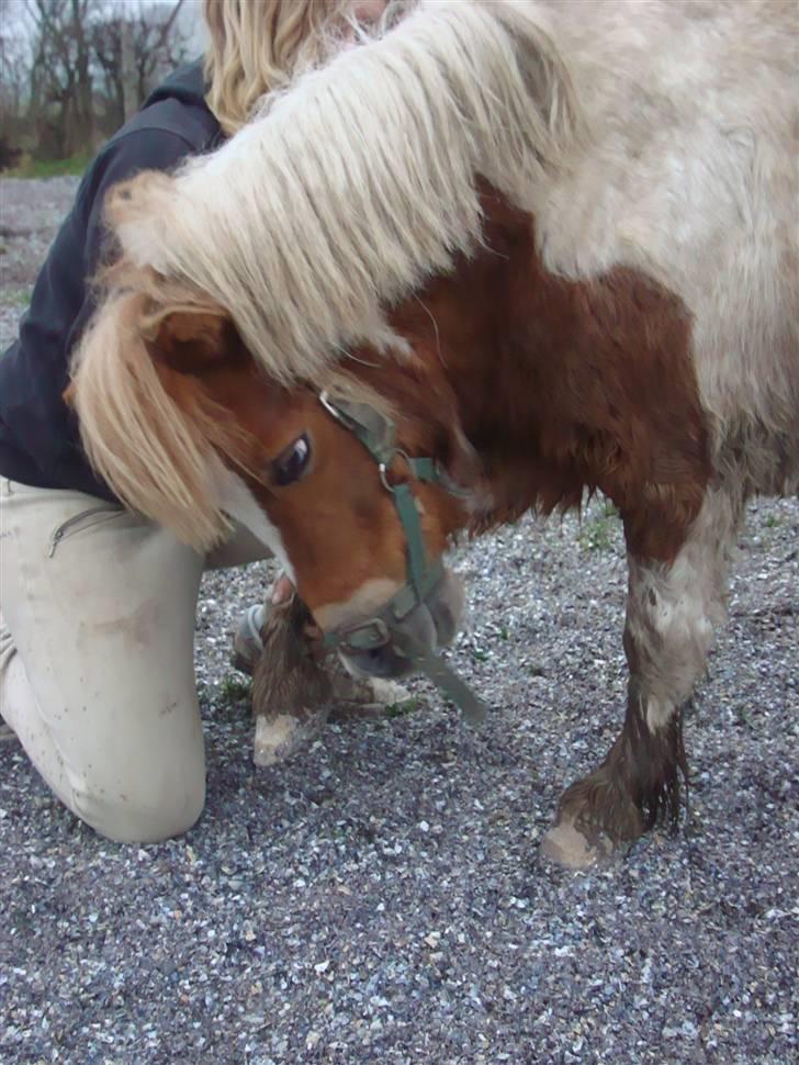 Shetlænder Findus solgt - så flot ;D Fotograf: Sarah billede 12