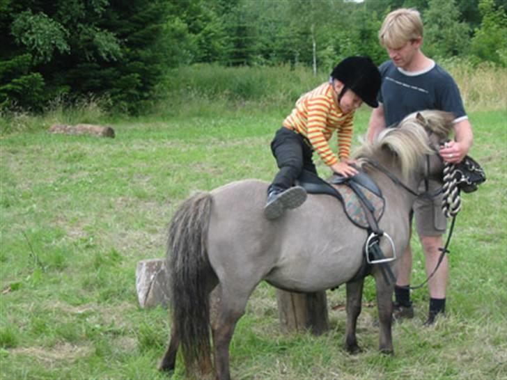 Shetlænder Kaipa - Sommer 2005 billede 1