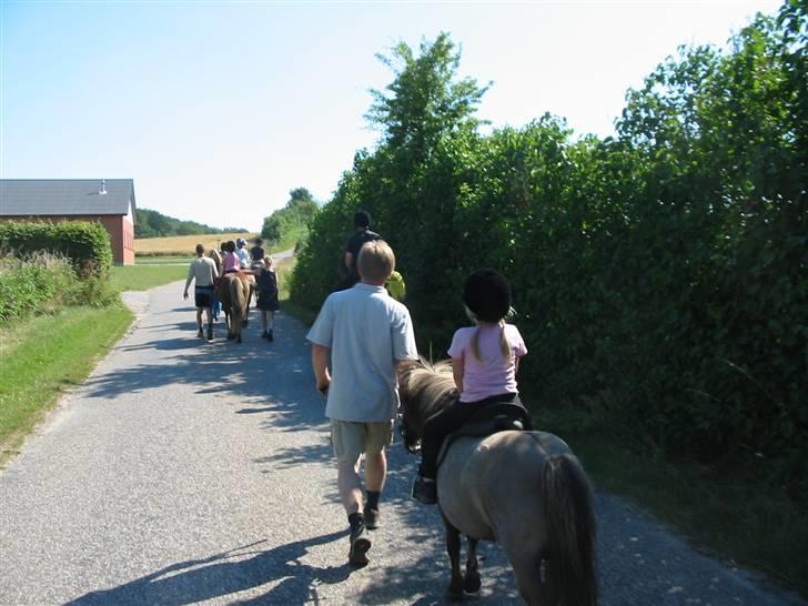 Shetlænder Kaipa - Sommer 2005 billede 3