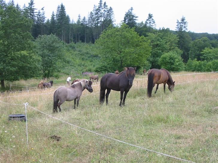 Shetlænder Kaipa - Sommer 2005 på fold med vores islændere billede 4