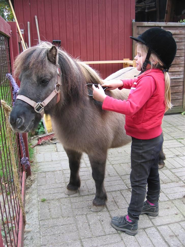 Shetlænder Kaipa - Oktober 2006 billede 10