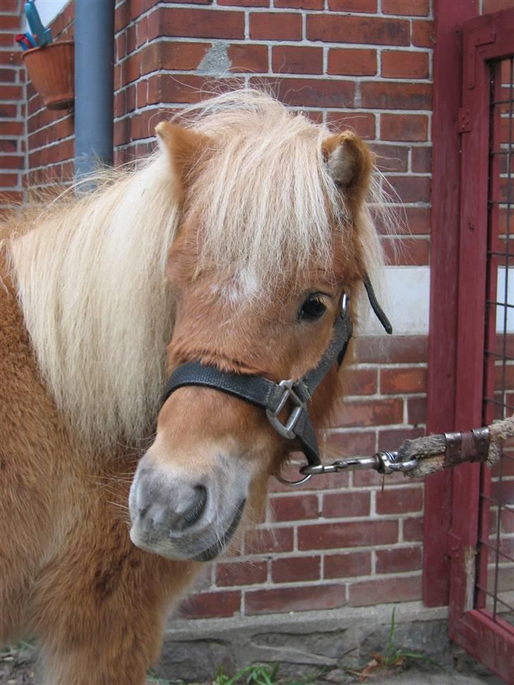 Shetlænder Freja - Oktober 2006 billede 1