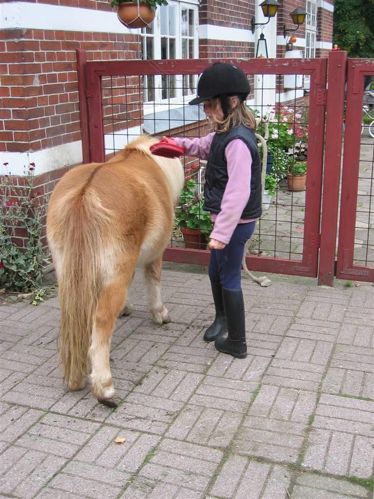 Shetlænder Freja - Oktober 2006 billede 2