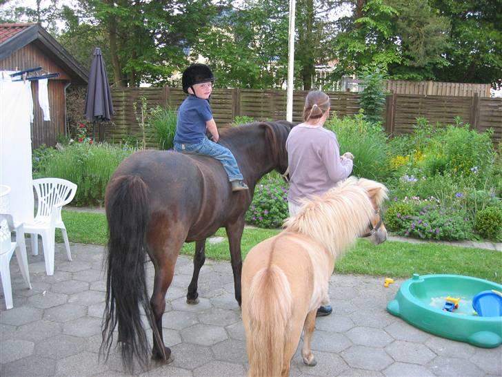 Shetlænder Freja - Juni 2006 billede 7