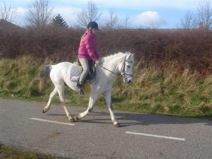Anden særlig race cornelius(SOLGT Og savnet - felix cornelius & karina billede 16