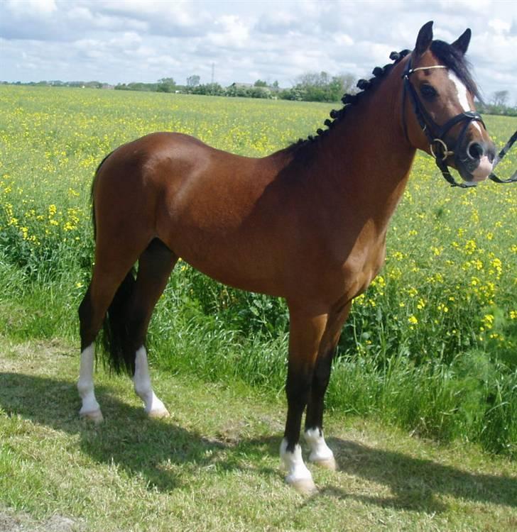 Welsh Partbred (Sec F) Rosengårdens Pascal - Er jeg ikke bare smuk ! billede 9