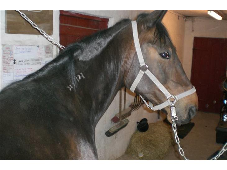 {{currentPhoto.altText}} billede {{currentPhoto.number}}