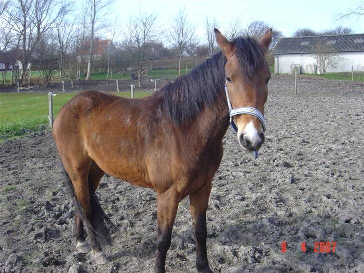 {{currentPhoto.altText}} billede {{currentPhoto.number}}