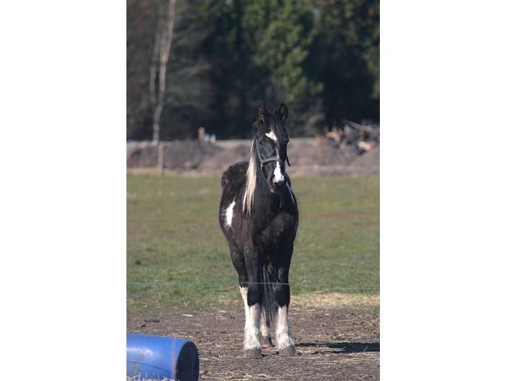 {{currentPhoto.altText}} billede {{currentPhoto.number}}