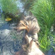 New Forest Alexcander<3