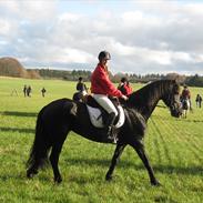Dansk Varmblod Clarissa <SÅ ER DER NYT>