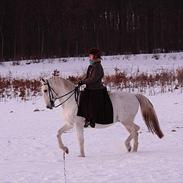 Lipizzaner Conversano Aranka 