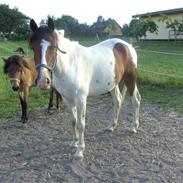 Anden særlig race Pepsie