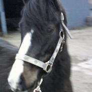 Welsh Pony af Cob-type (sec C) Lyngdalsgård's Baringo II