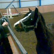 Welsh Pony af Cob-type (sec C) Lyngdalsgård's Baringo II