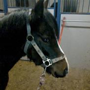 Welsh Pony af Cob-type (sec C) Lyngdalsgård's Baringo II