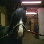 Welsh Pony af Cob-type (sec C) Lyngdalsgård's Baringo II