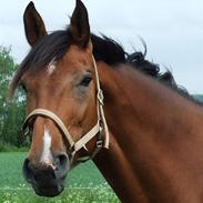 Dansk Varmblod Aaholm's Igor