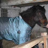 Anden særlig race Bianca <3