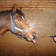 Anden særlig race Pascal, udlånt.