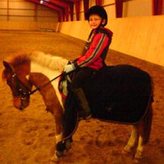 Shetlænder Hugo Boss*solgt*