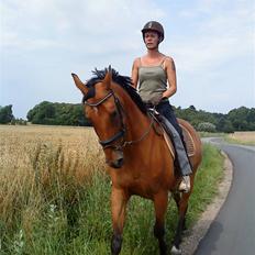 Dansk Varmblod Ranatha Girl