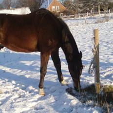 Traver By Densi Print 