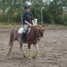 Welsh Mountain (sec A) Tim <3 Gl. part