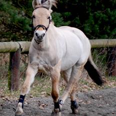 Fjordhest Felix