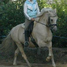 Tysk Sportspony Maracash Solgt