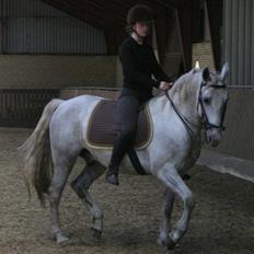 Lipizzaner Conversano Aranka 