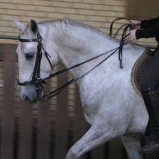 Lipizzaner Conversano Aranka 