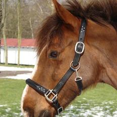 Hollandsk Sportspony Joker